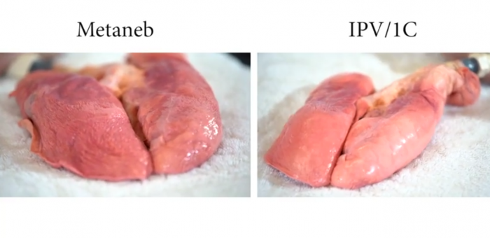Сравнение действия аппарата IPV и Metaneb на свиных легких: видео