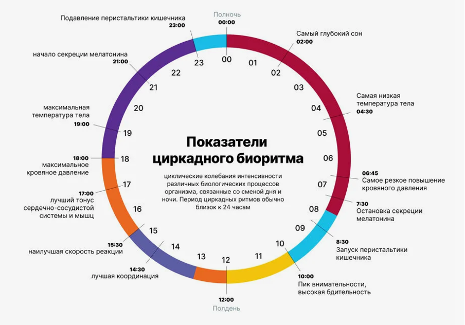 Циркадные ритмы человека в норме
