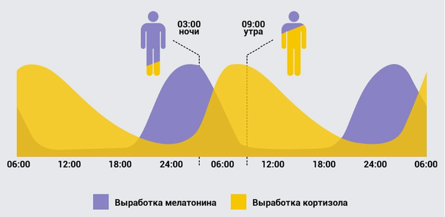 Выработка мелатонина и кортизола при постоянном режиме дня