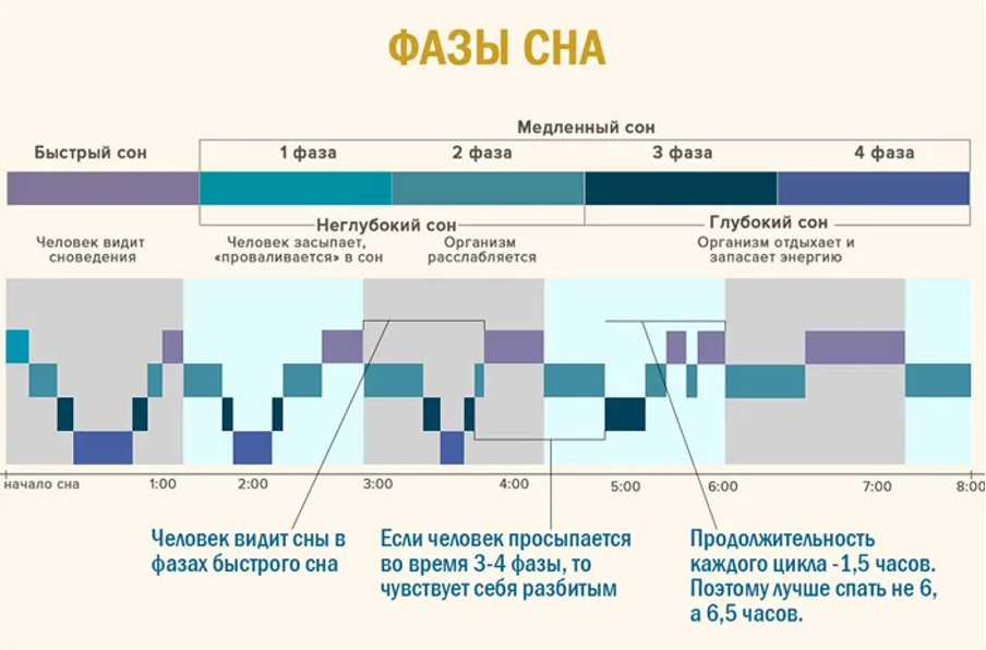 Сон имеет циклическую природу и каждый цикл разбит на несколько фаз Сон имеет циклическую природу и каждый цикл разбит на несколько фаз