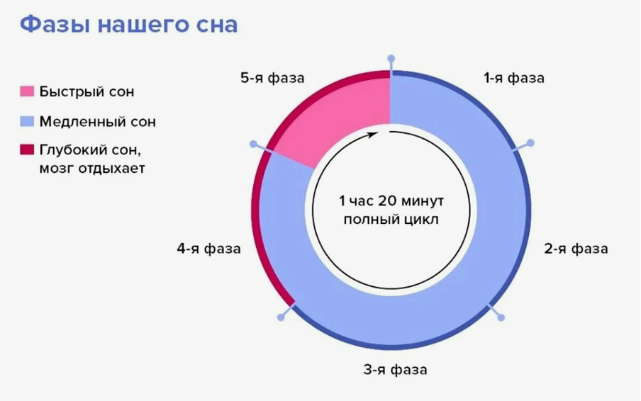 Структура сна включает повторяющиеся «быстрые» и «медленные» фазы